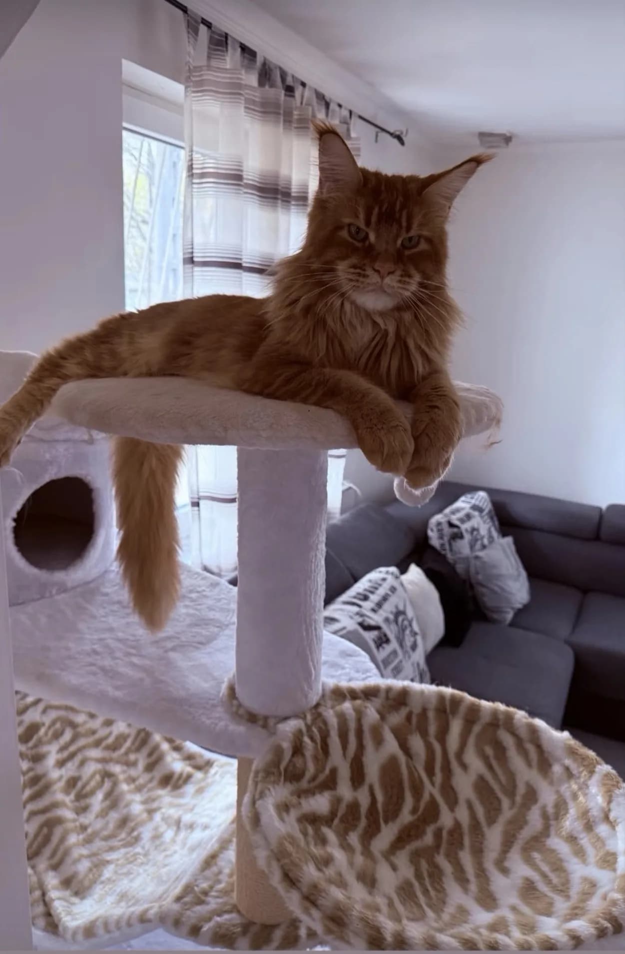 Egykori kiscicánk új otthonában