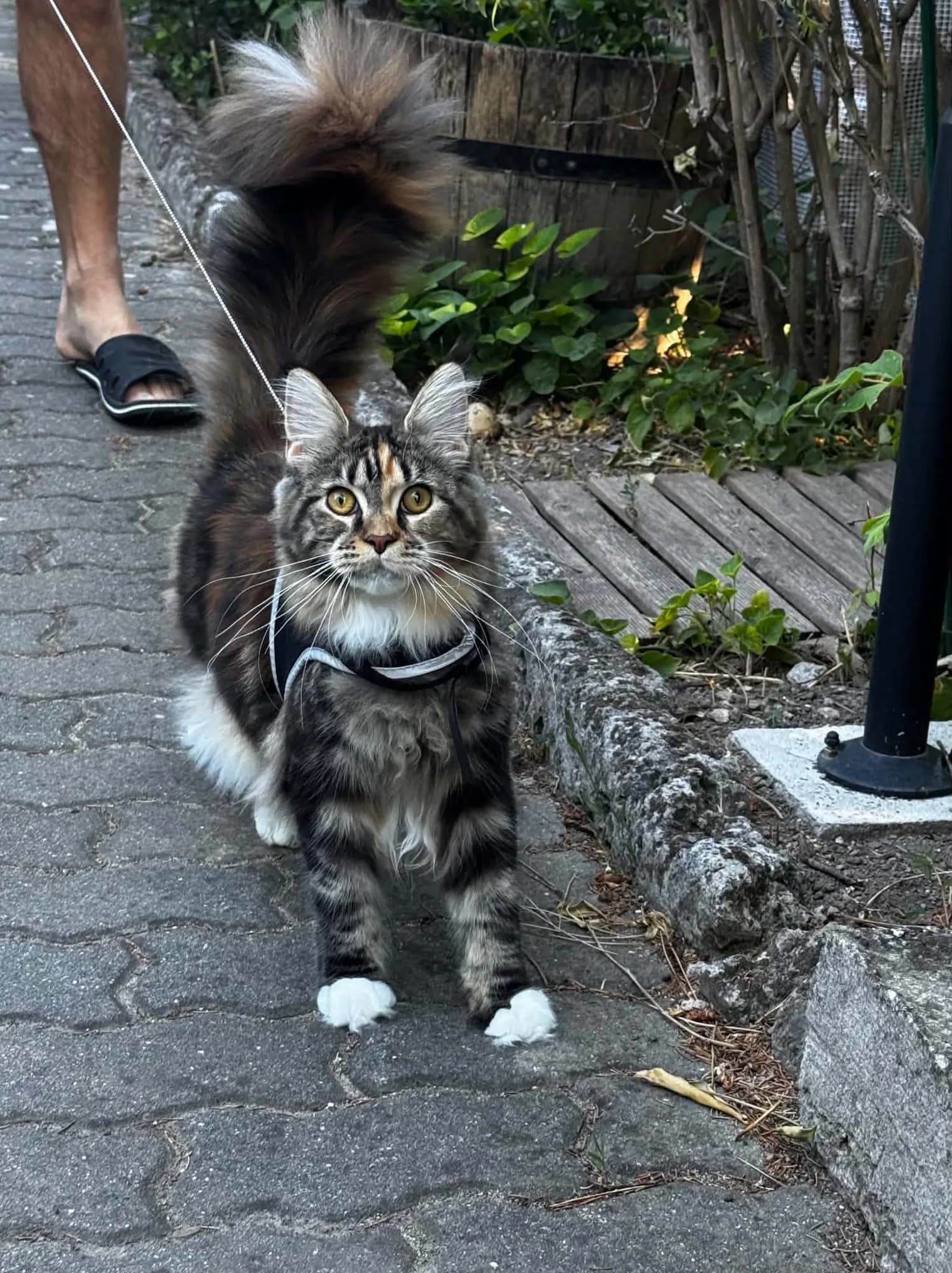 Egykori kiscicánk új otthonában
