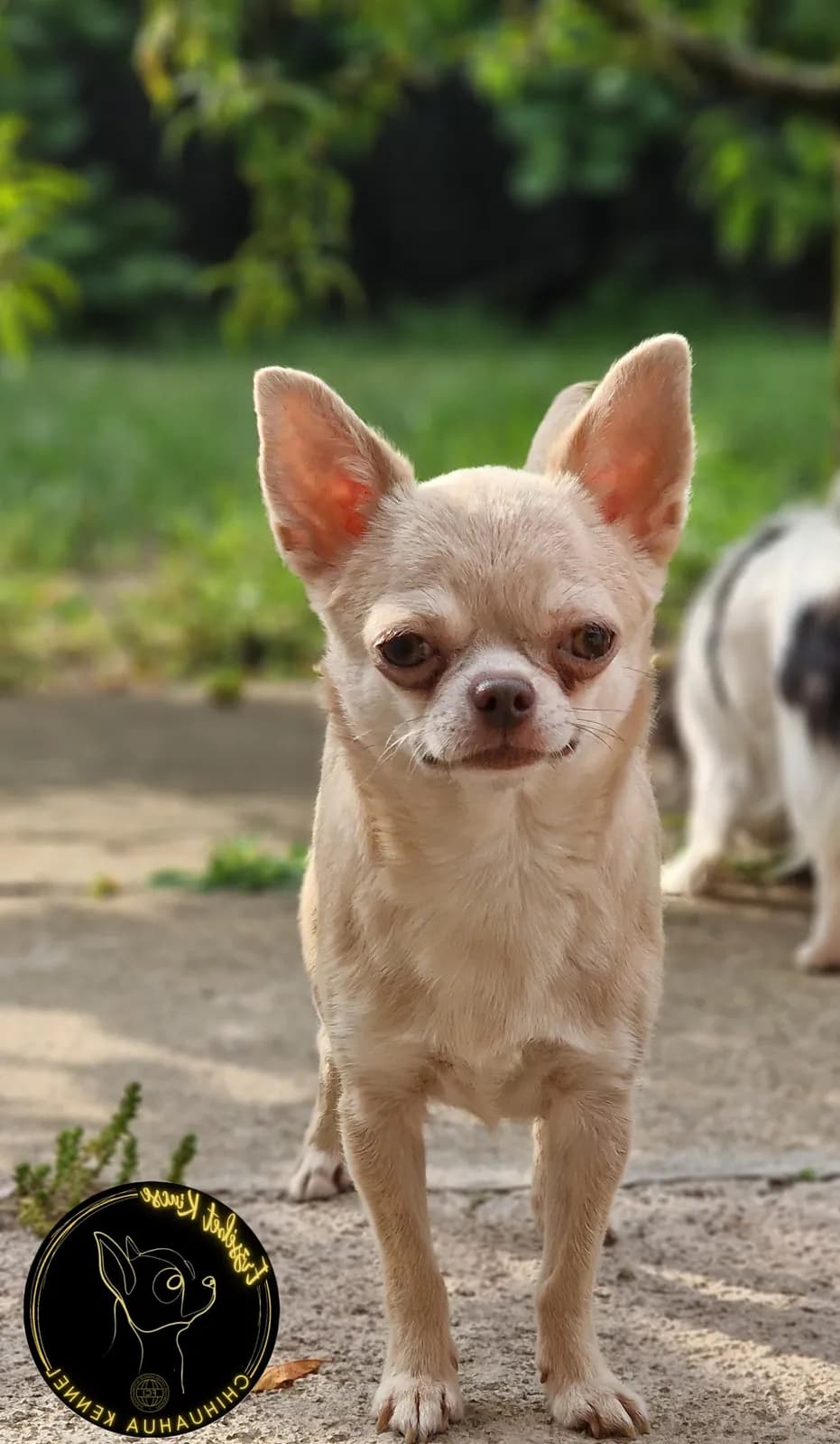 Zlata Sara Svit Barbi, krémszínű csivava a kertben