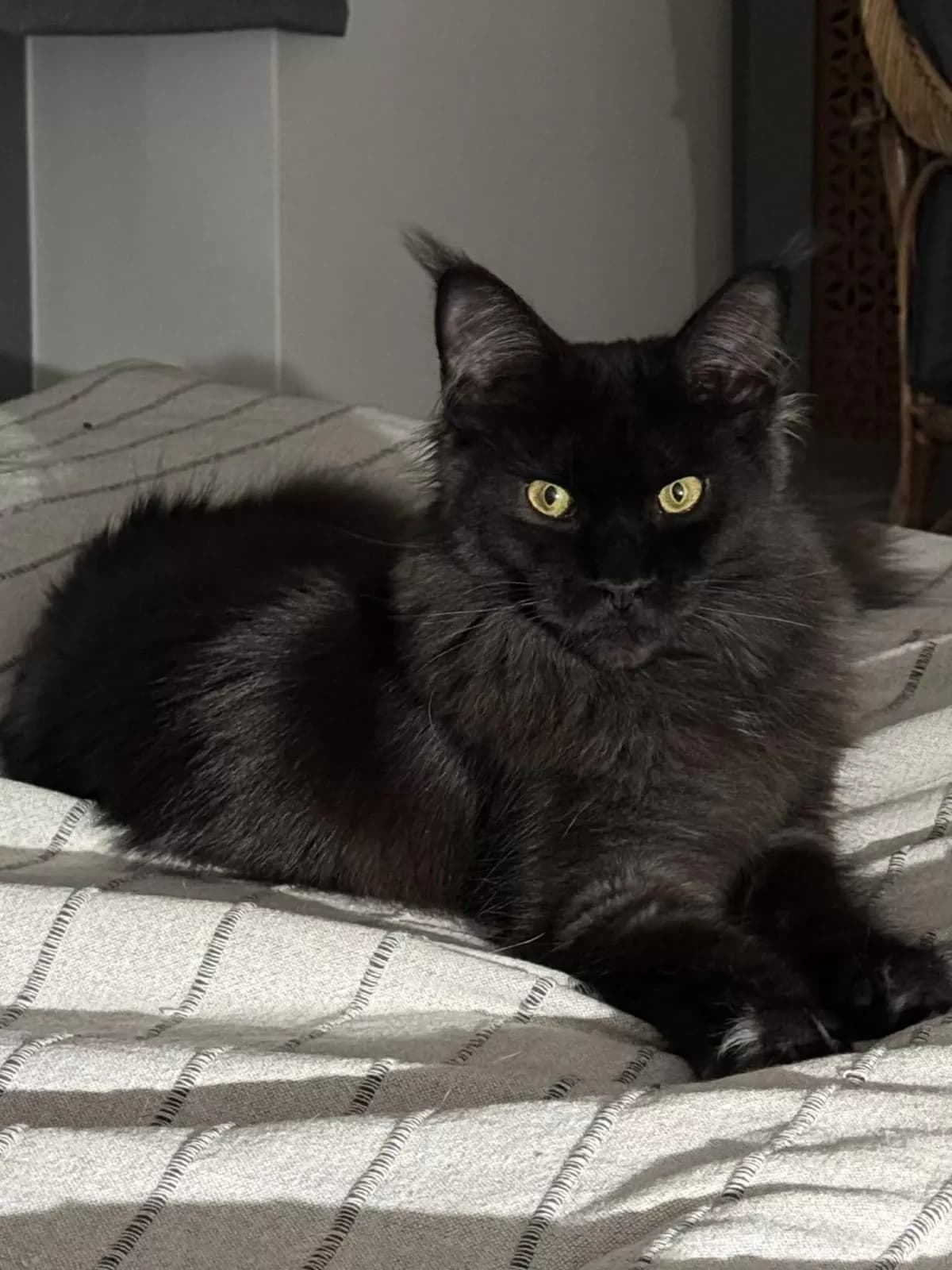 Egykori kiscicánk új otthonában