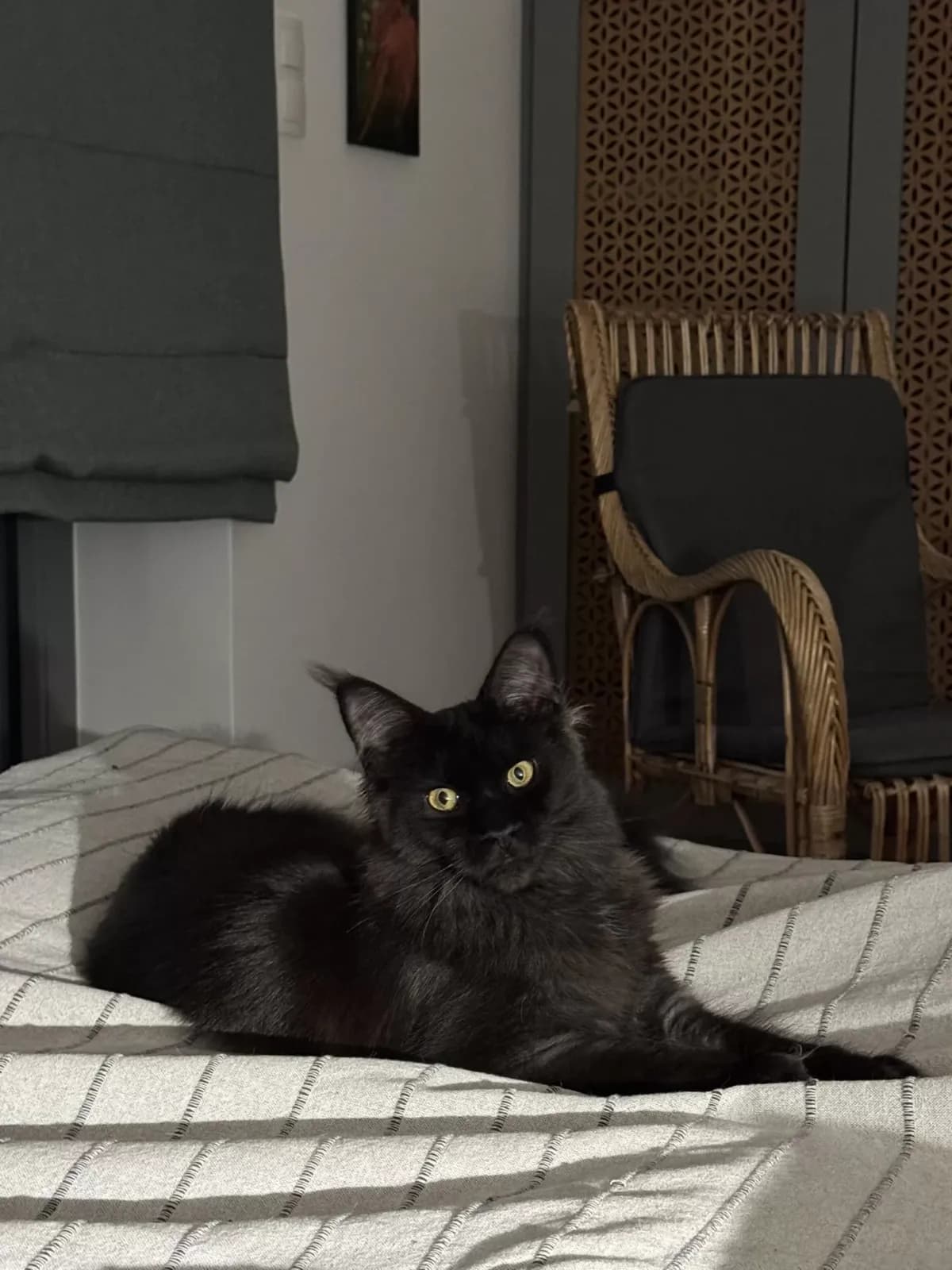 Egykori kiscicánk új otthonában