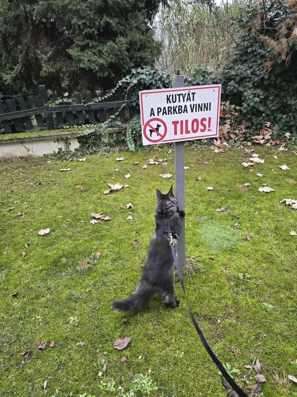 Egykori kiscicánk új otthonában