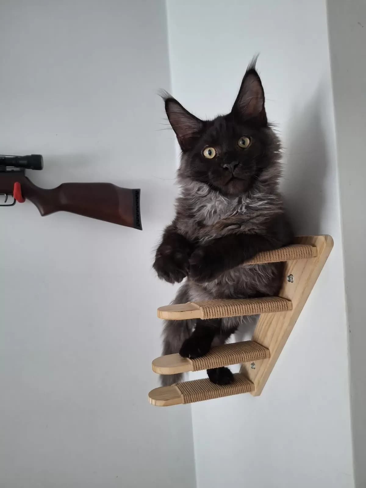 Egykori kiscicánk új otthonában