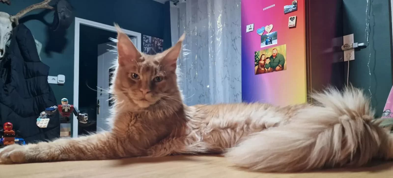 Egykori kiscicánk új otthonában