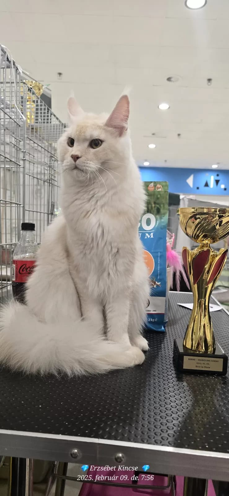 Steve's Arya, fotó