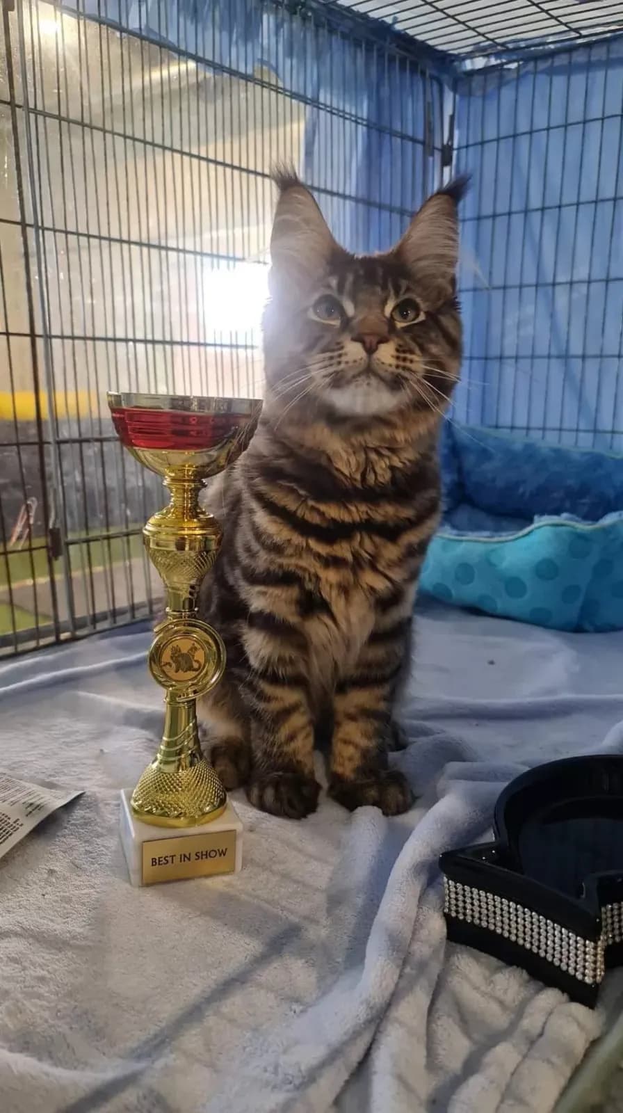 Kiállítási fotó, 7. fotó