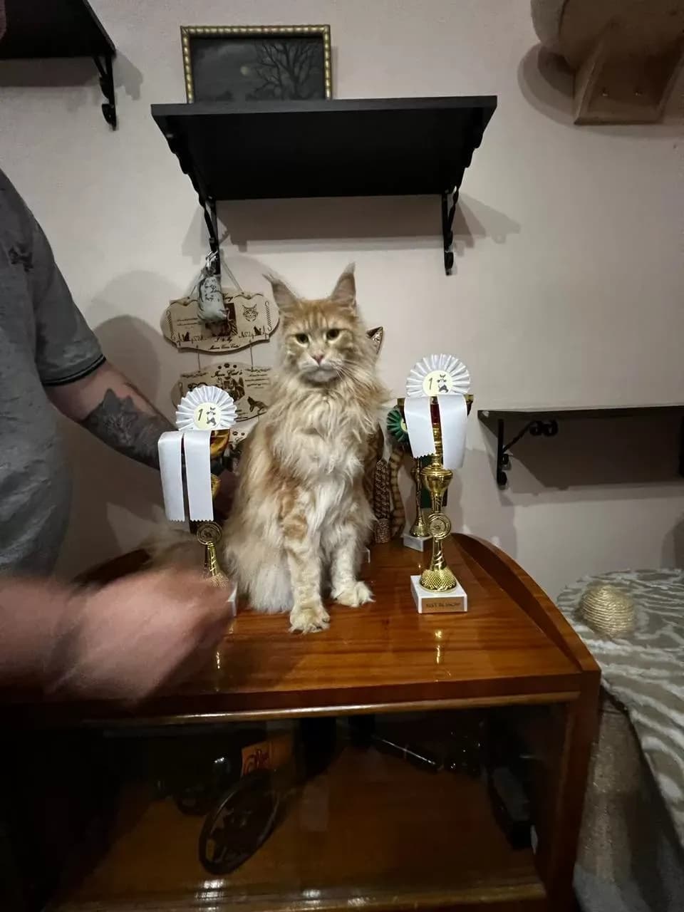 Kiállítási fotó, 11. fotó