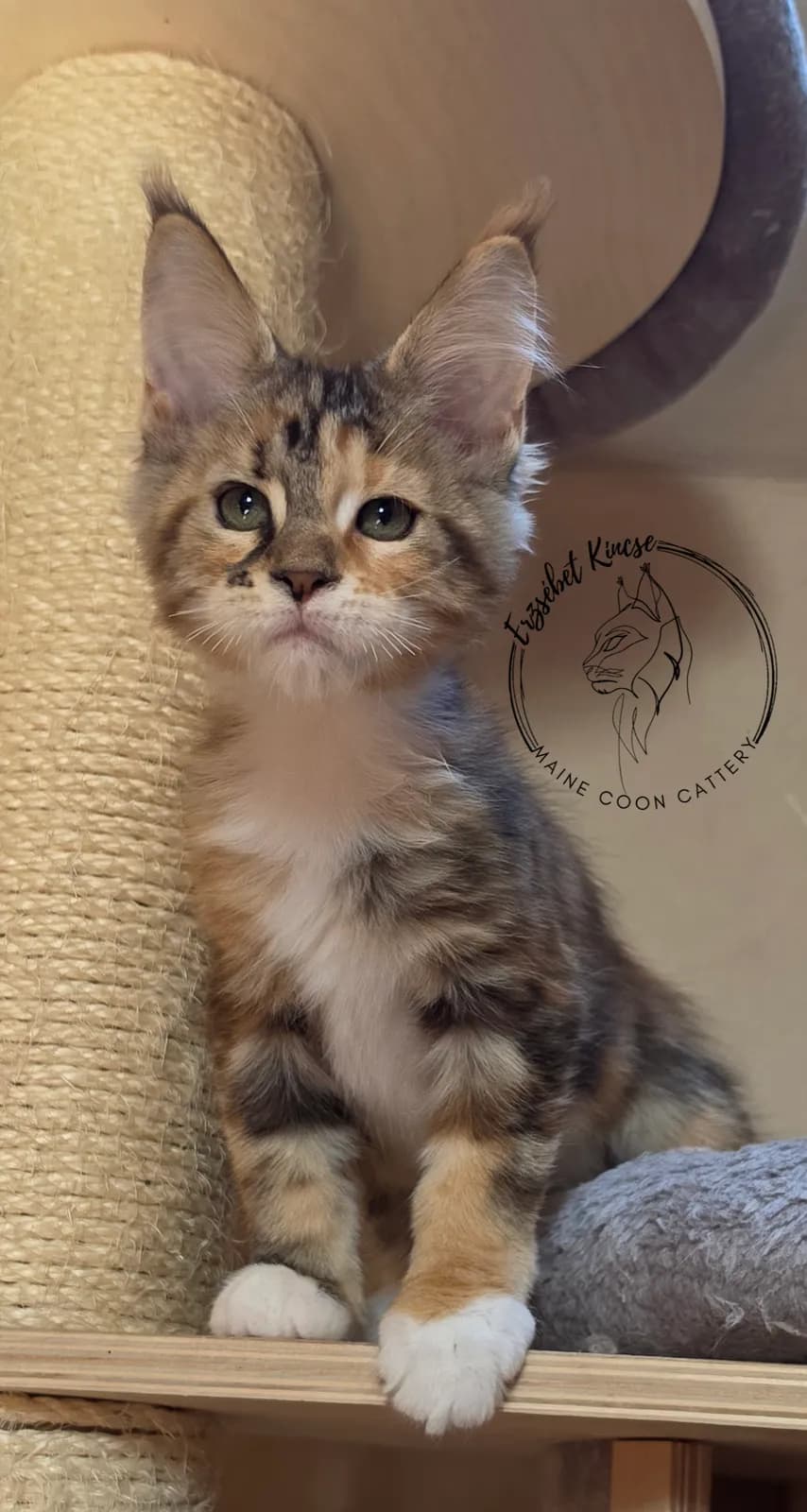 Maine Coon kiscica, 1. fotó