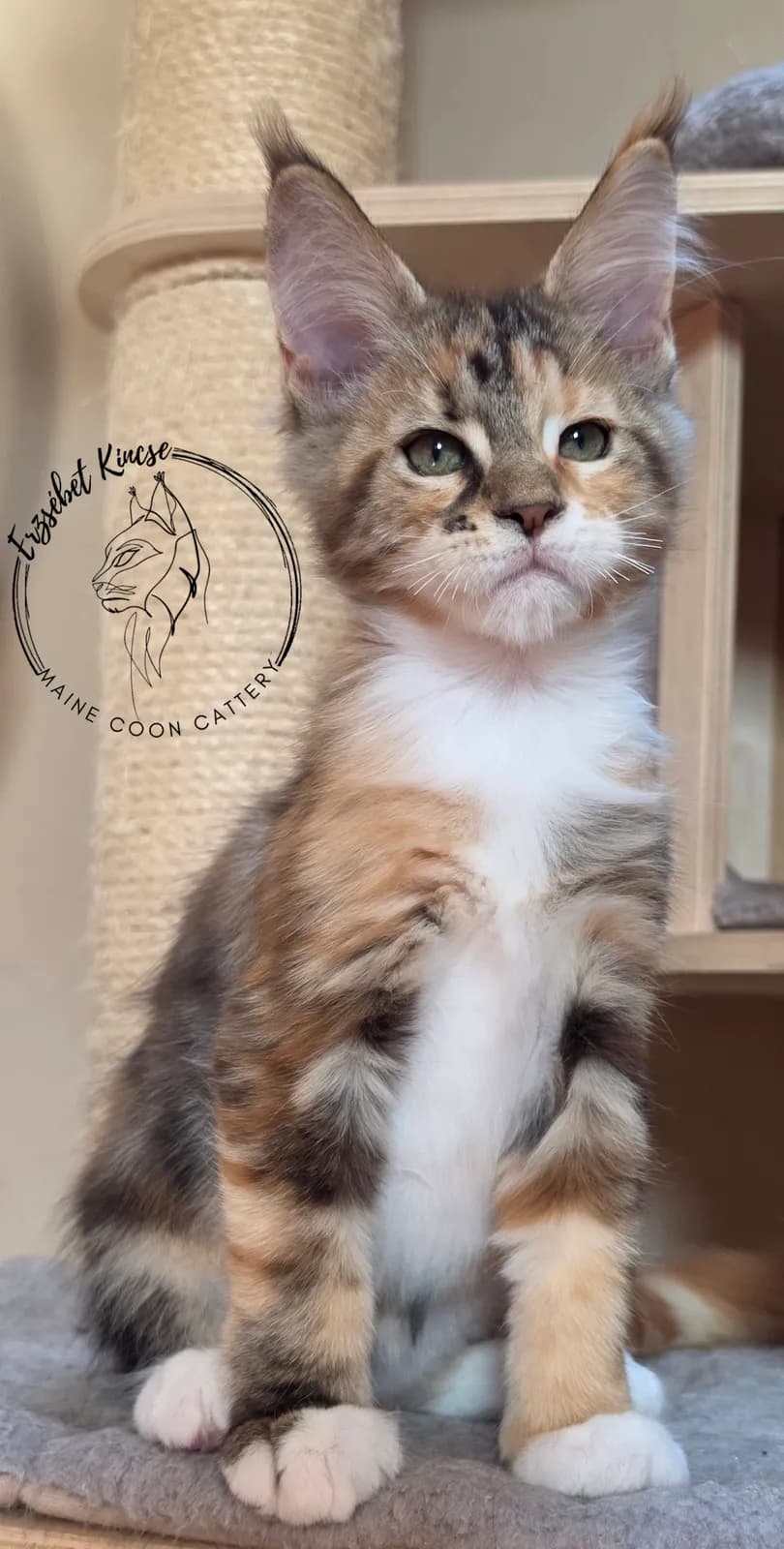 Maine Coon kiscica, 2. fotó