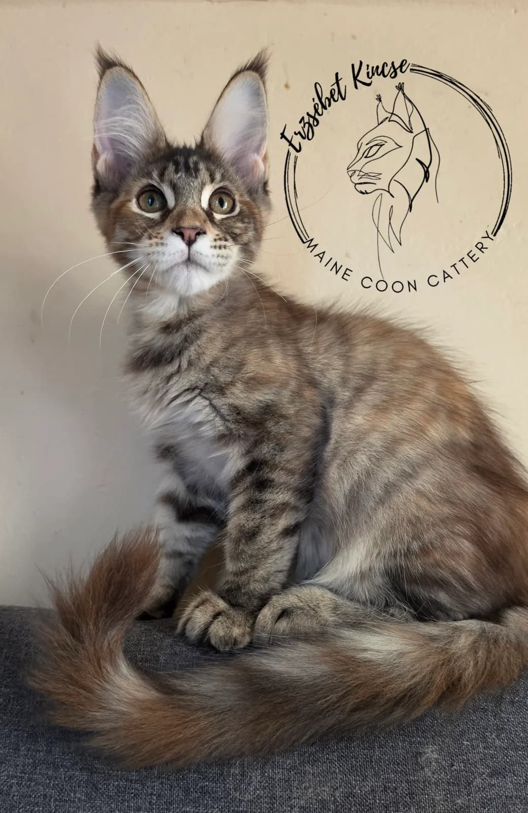 Maine Coon kiscica, 3. fotó