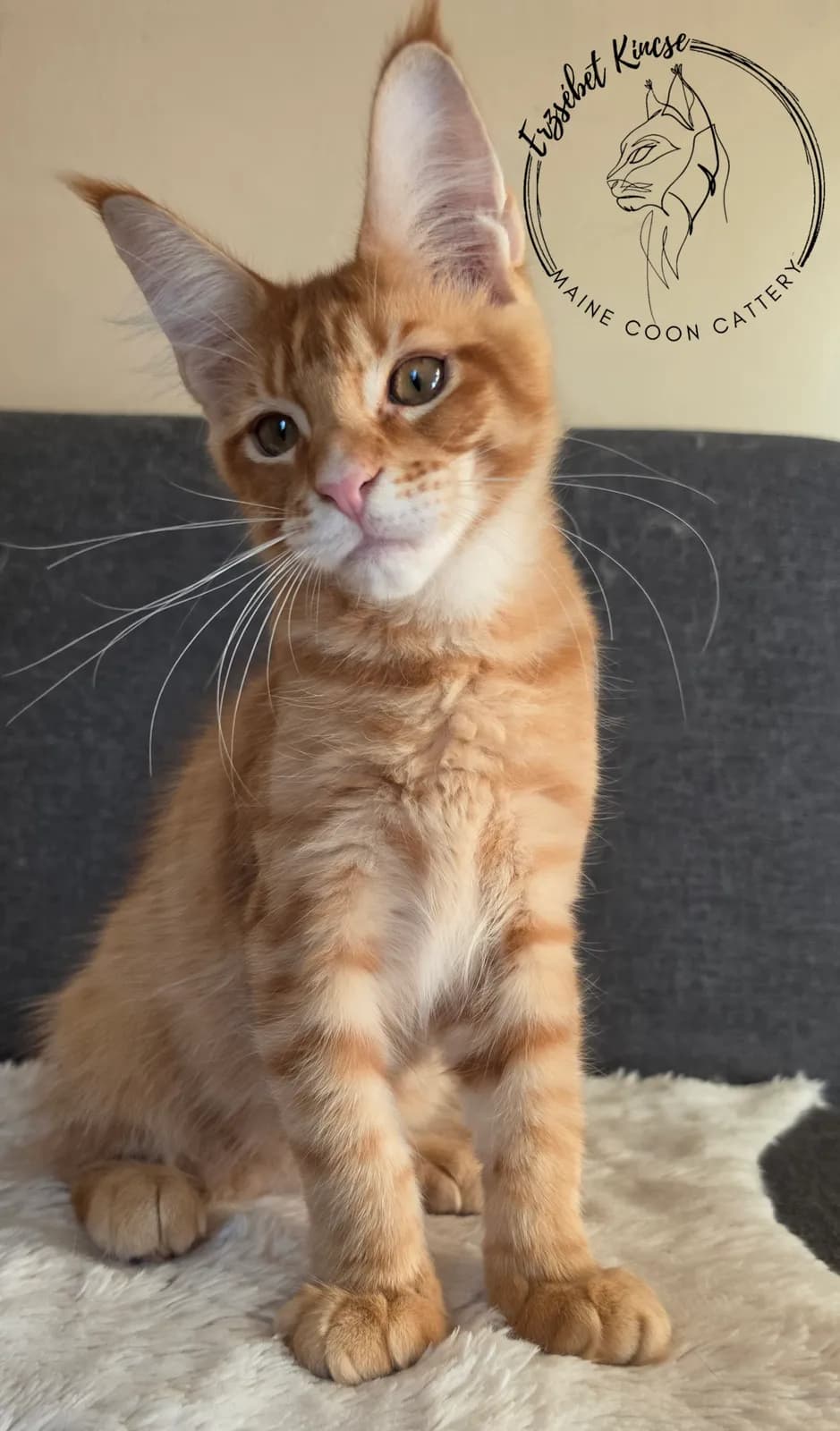 Maine Coon kiscica, 4. fotó