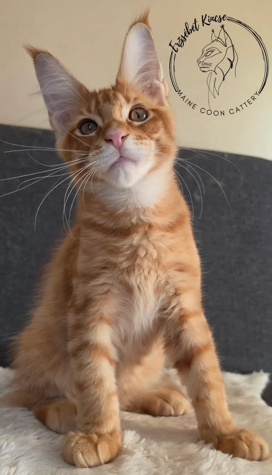 Maine Coon kiscica, 5. fotó