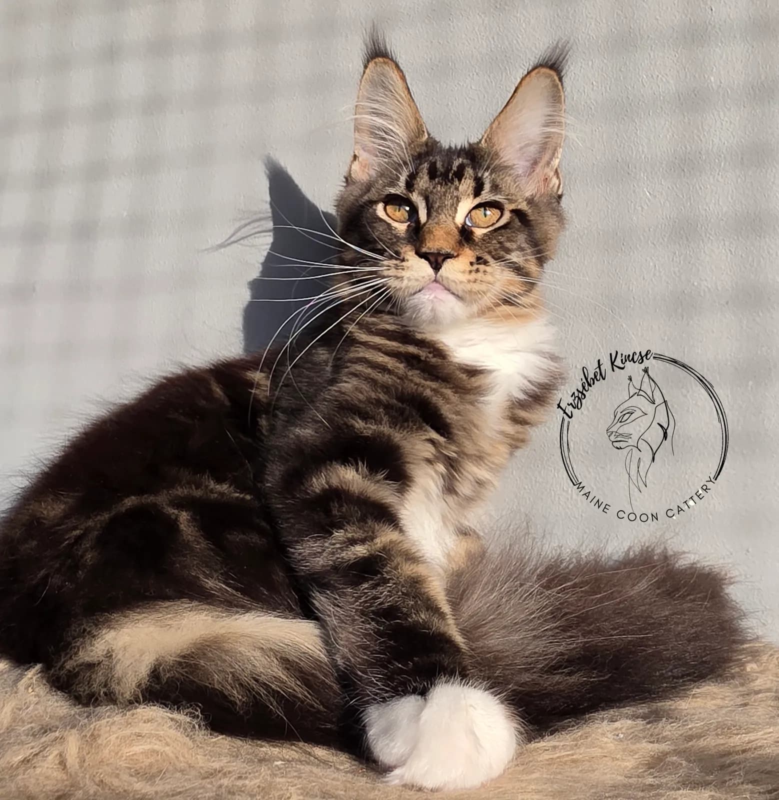 Maine Coon kiscica, 6. fotó