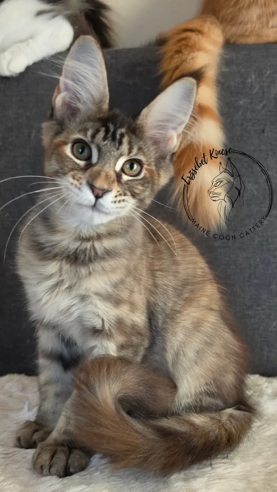 Maine Coon kiscica, 7. fotó