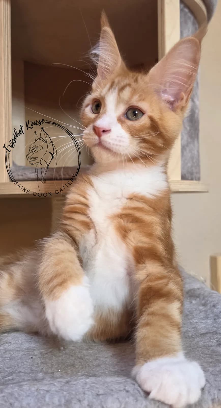 Maine Coon kiscica, 8. fotó