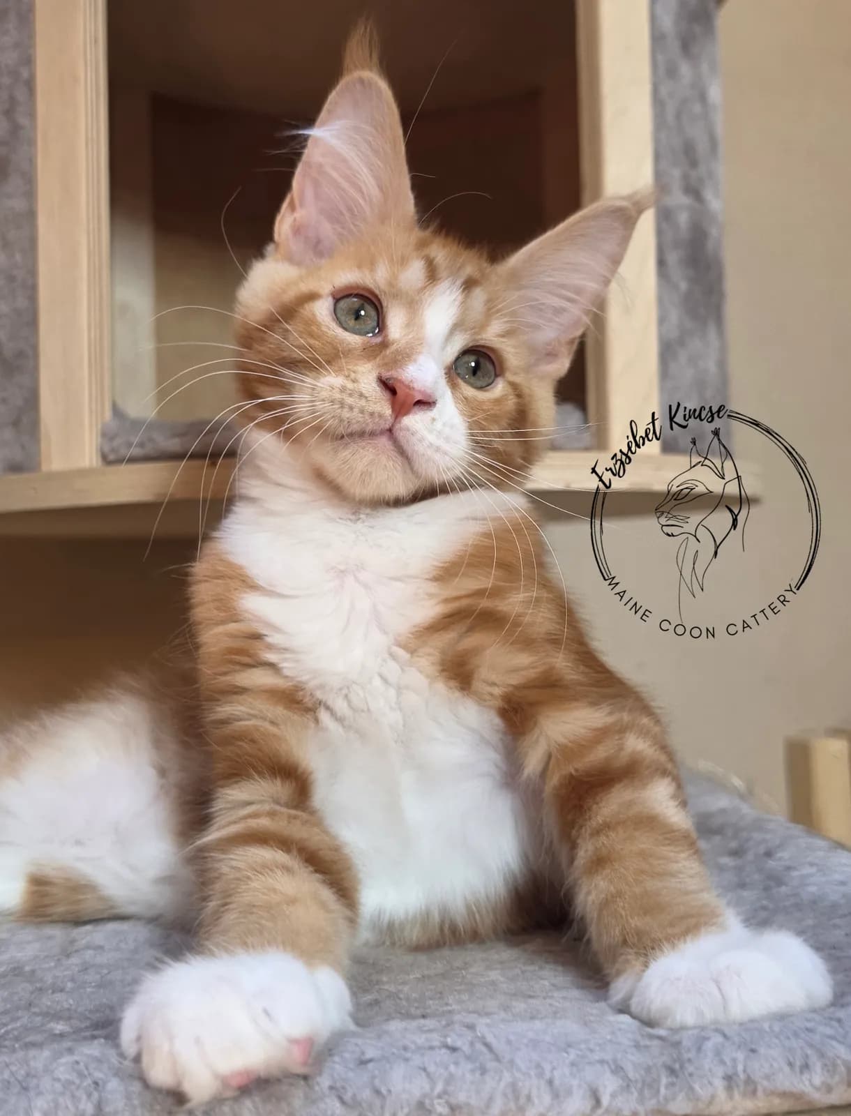 Maine Coon kiscica, 9. fotó
