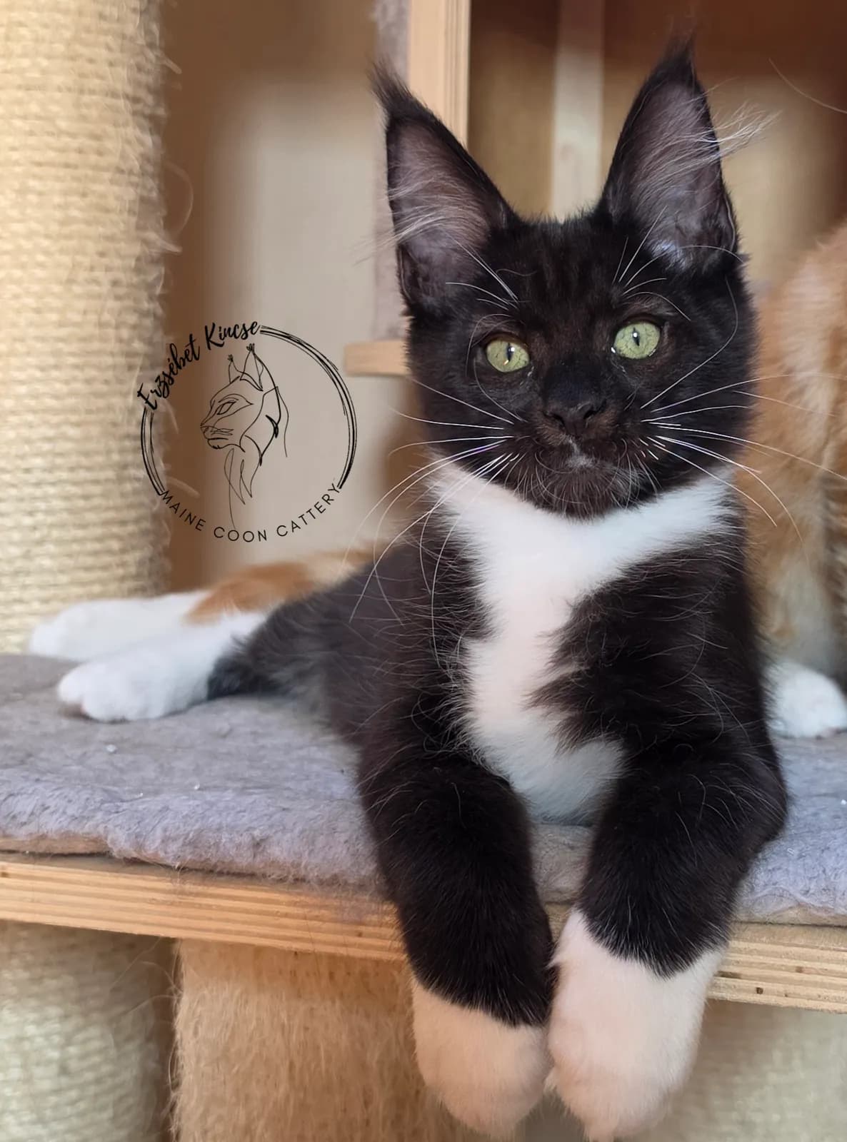 Maine Coon kiscica, 10. fotó