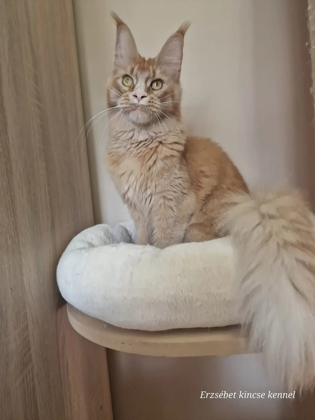 Steve's Ginger, 3. fotó