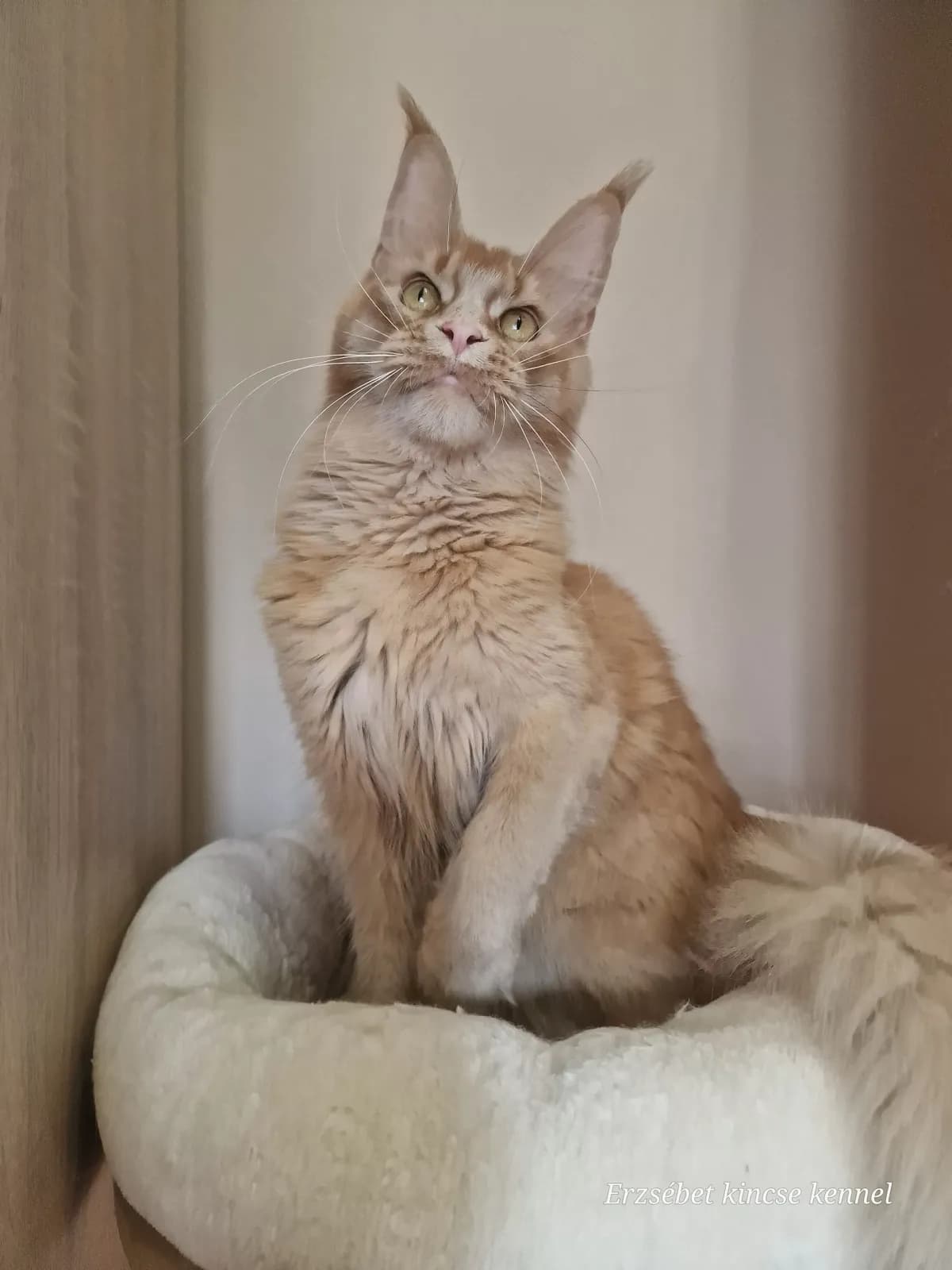 Steve's Ginger, 4. fotó