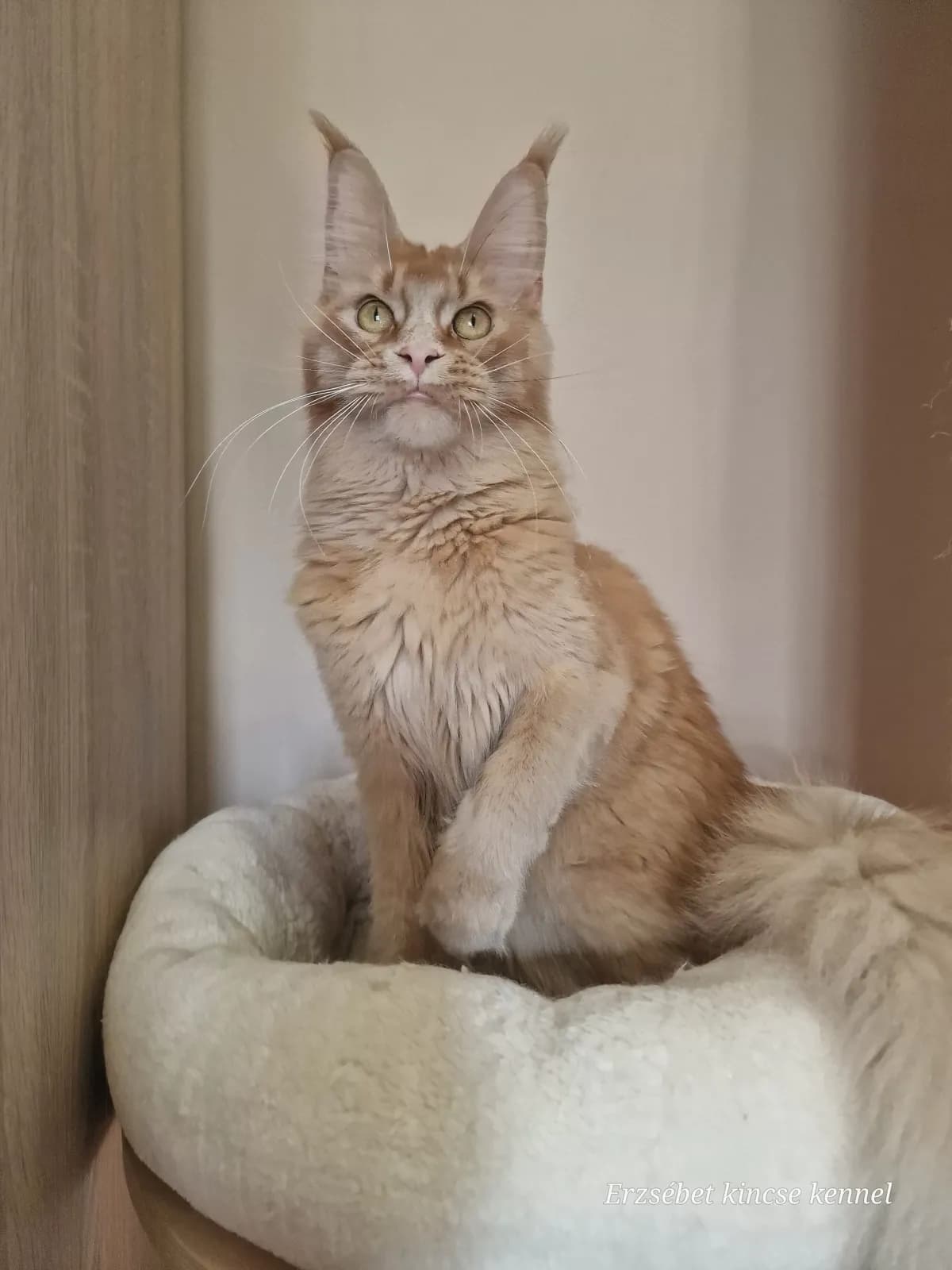 Steve's Ginger