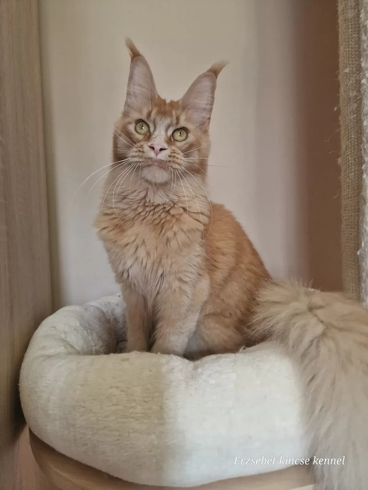 Steve's Ginger, 5. fotó