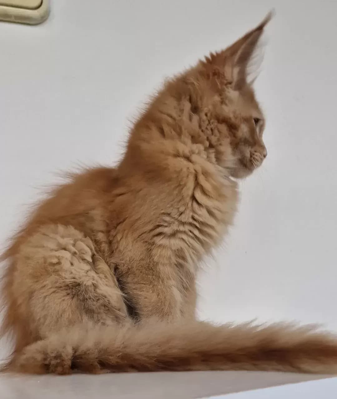 Steve's Ginger, 6. fotó