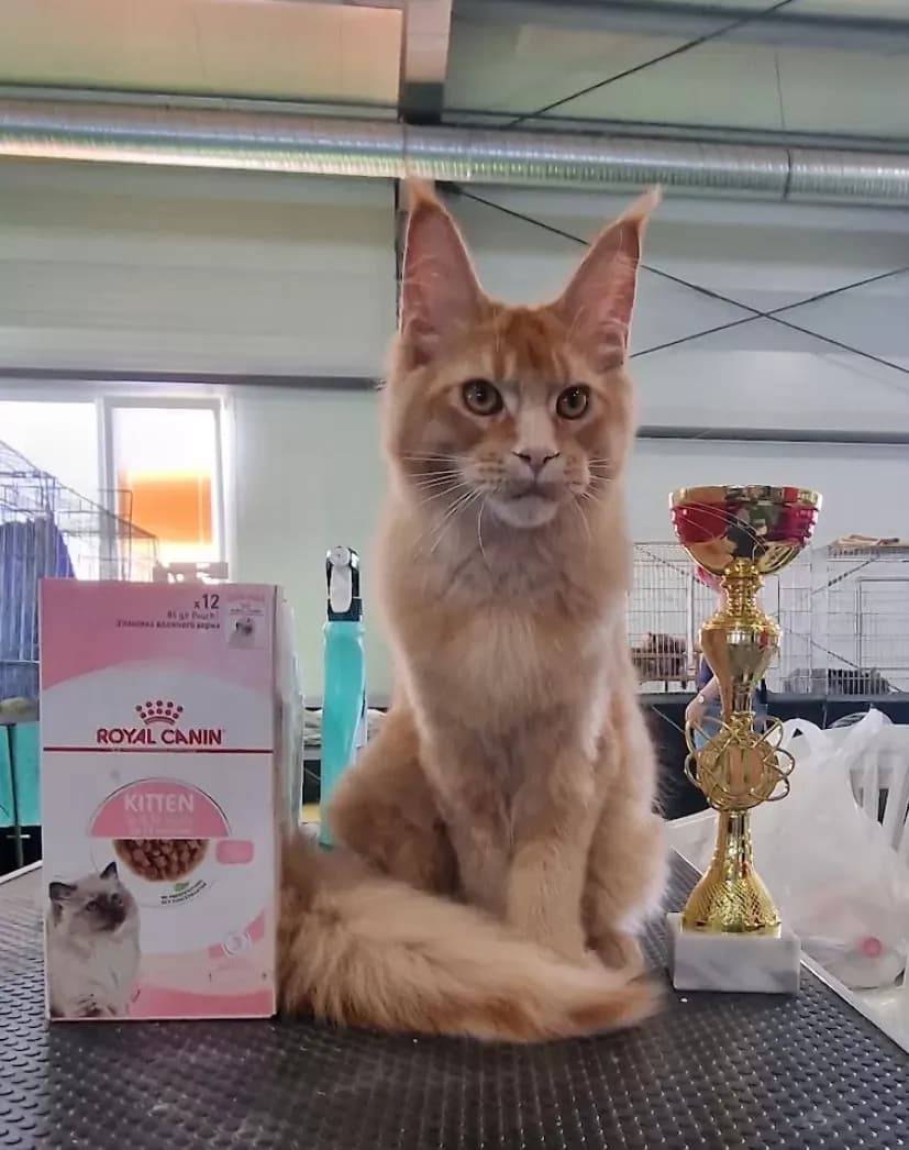 Steve's Ginger, 7. fotó