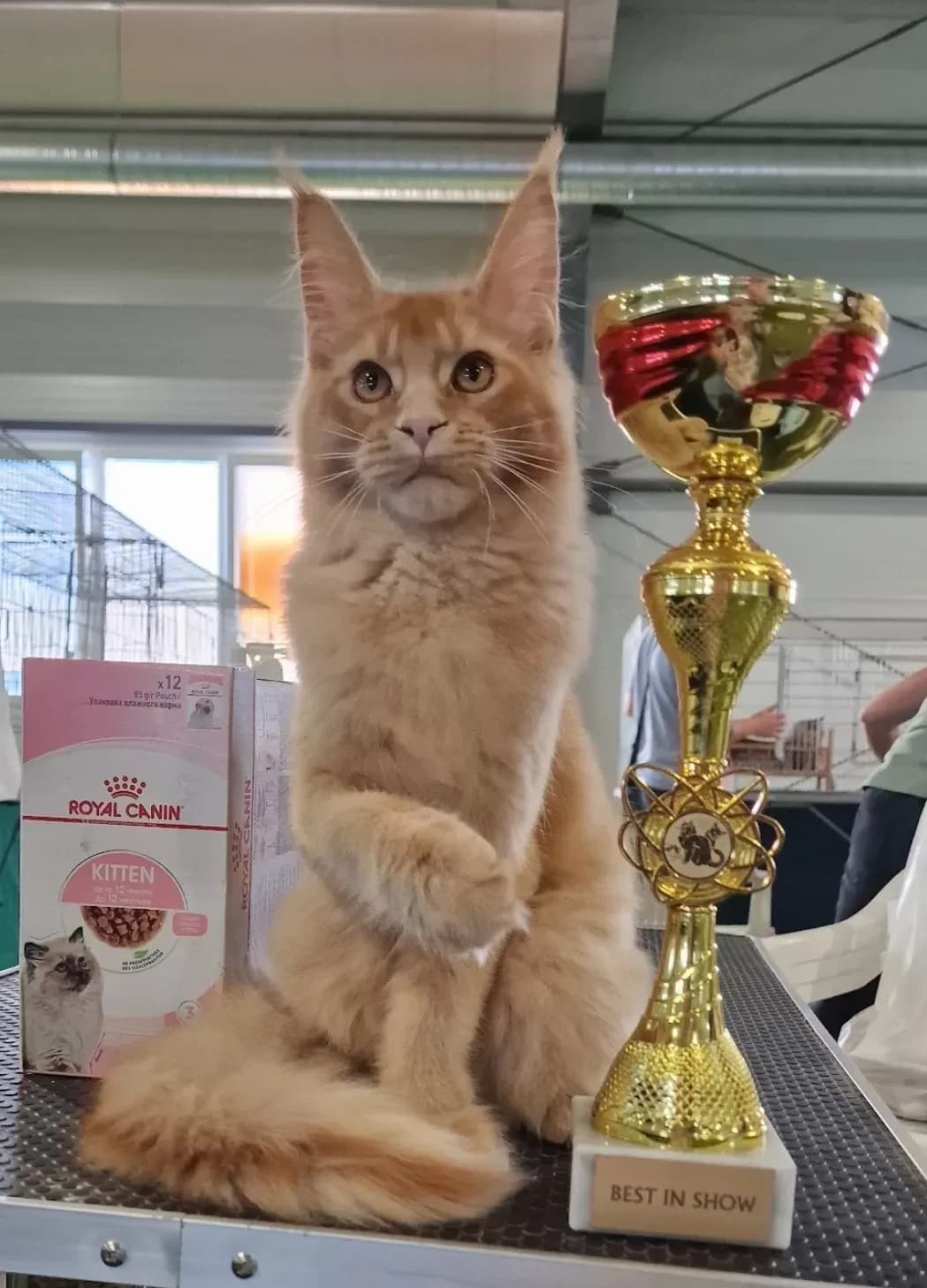 Steve's Ginger, 8. fotó