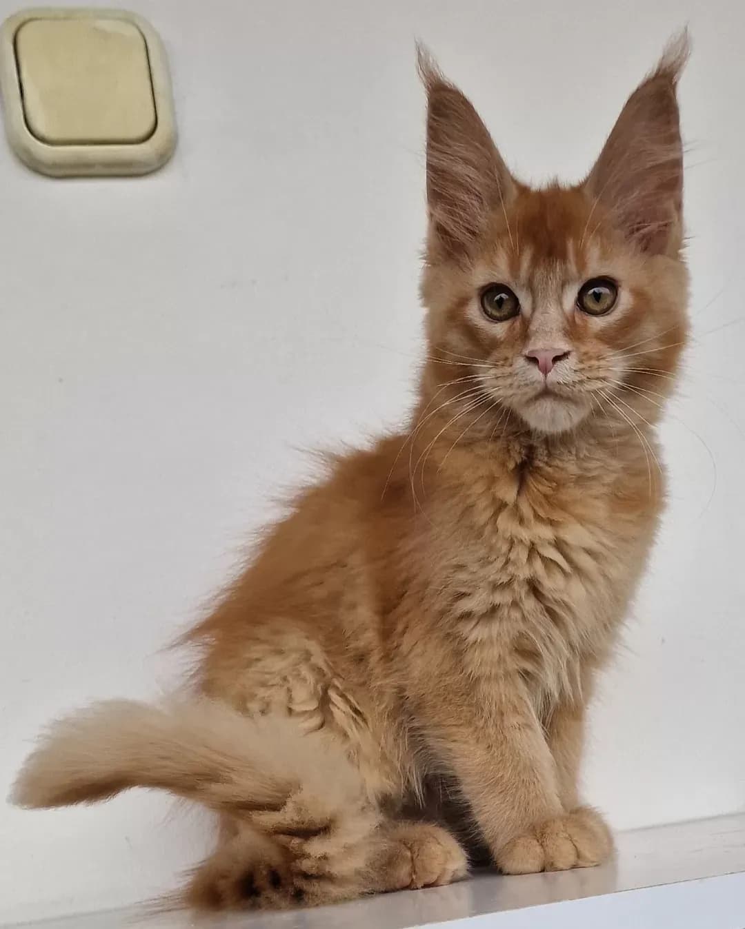 Steve's Ginger, 9. fotó