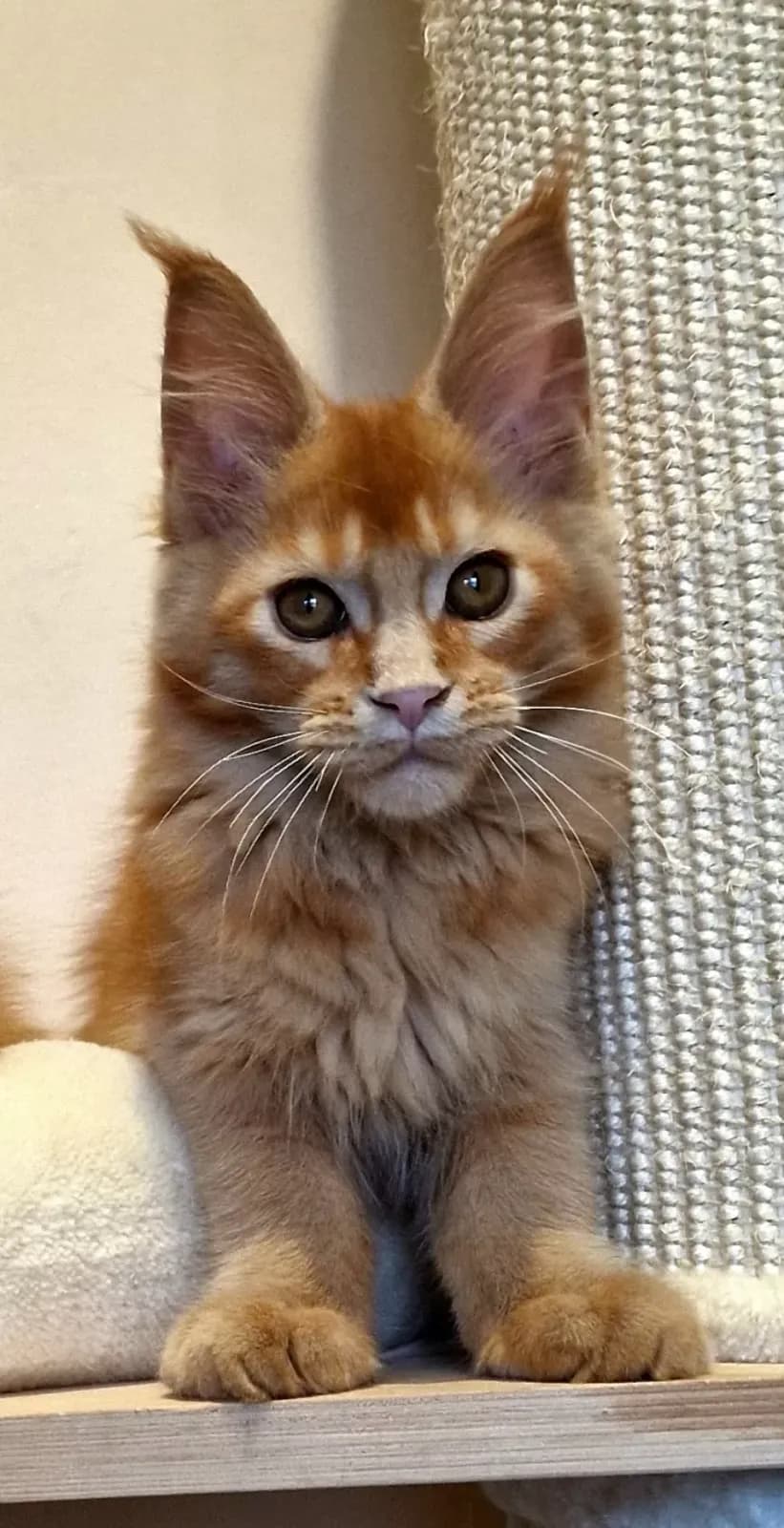 Steve's Ginger, 10. fotó