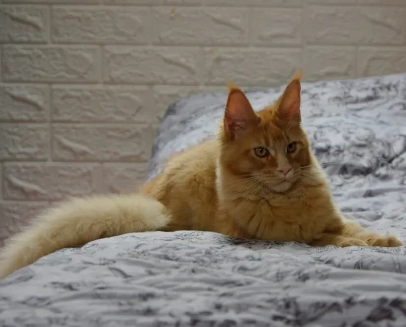 Steve's Ginger, 12. fotó
