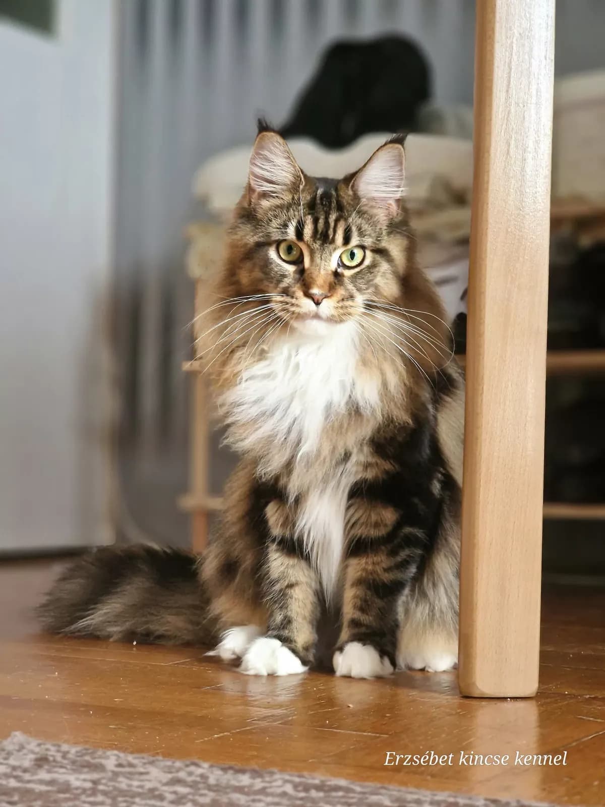 Velvet-Soled Izara, 11. fotó